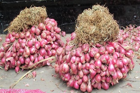 Bank Indonesia Serahkan Sarana Teknologi Irigasi Kabut Bagi Petani Bantul