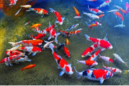 koi.jpg